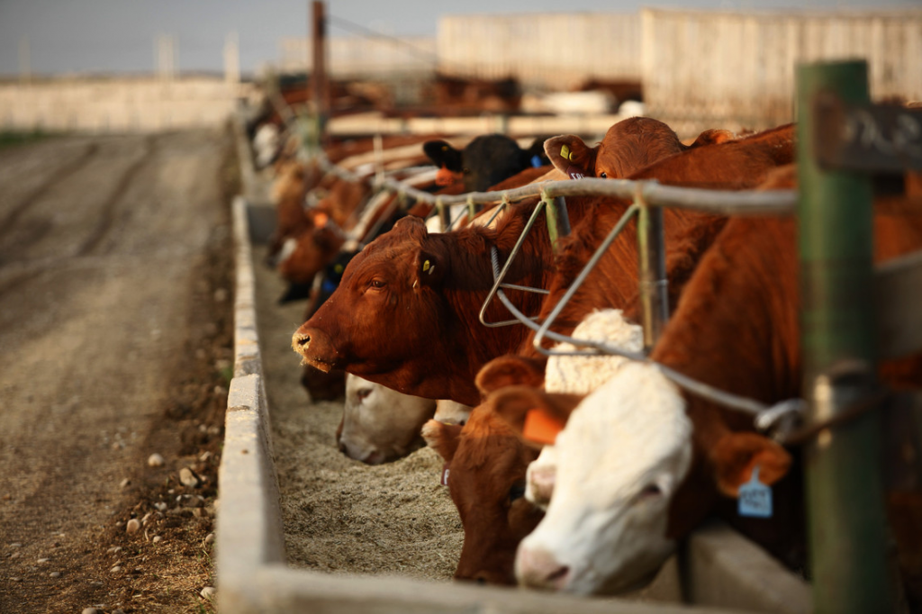 Government Investments Fuel Growth in Ontario’s Meat Processing Sector